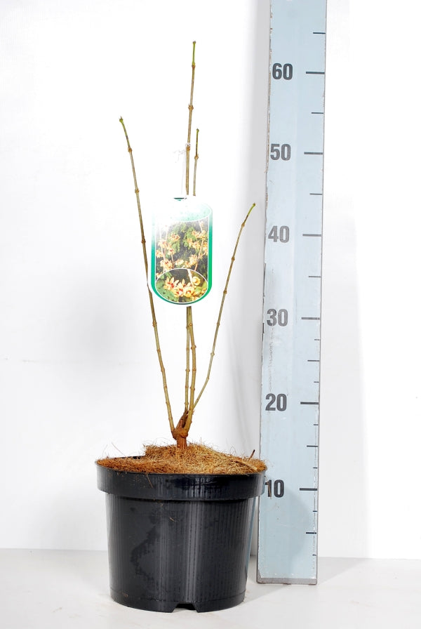 Vinterblom praecox - C3/P19 30-40 CM