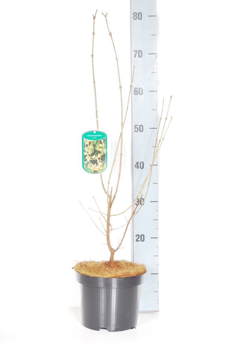 Vinterblom praecox - C3/P19 40-60 CM