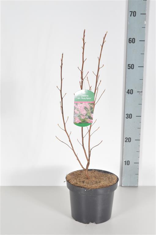 Clethra alnifolia &