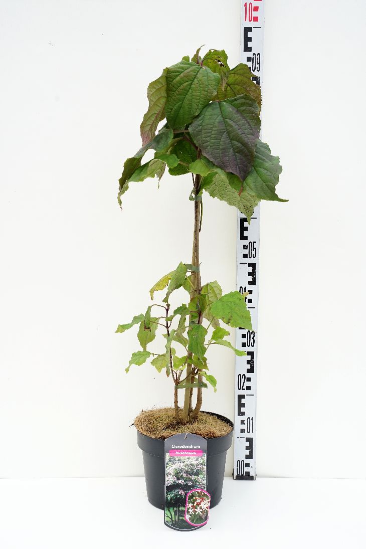 Lyckoträd trichotomum - C4/P21 40-60 CM