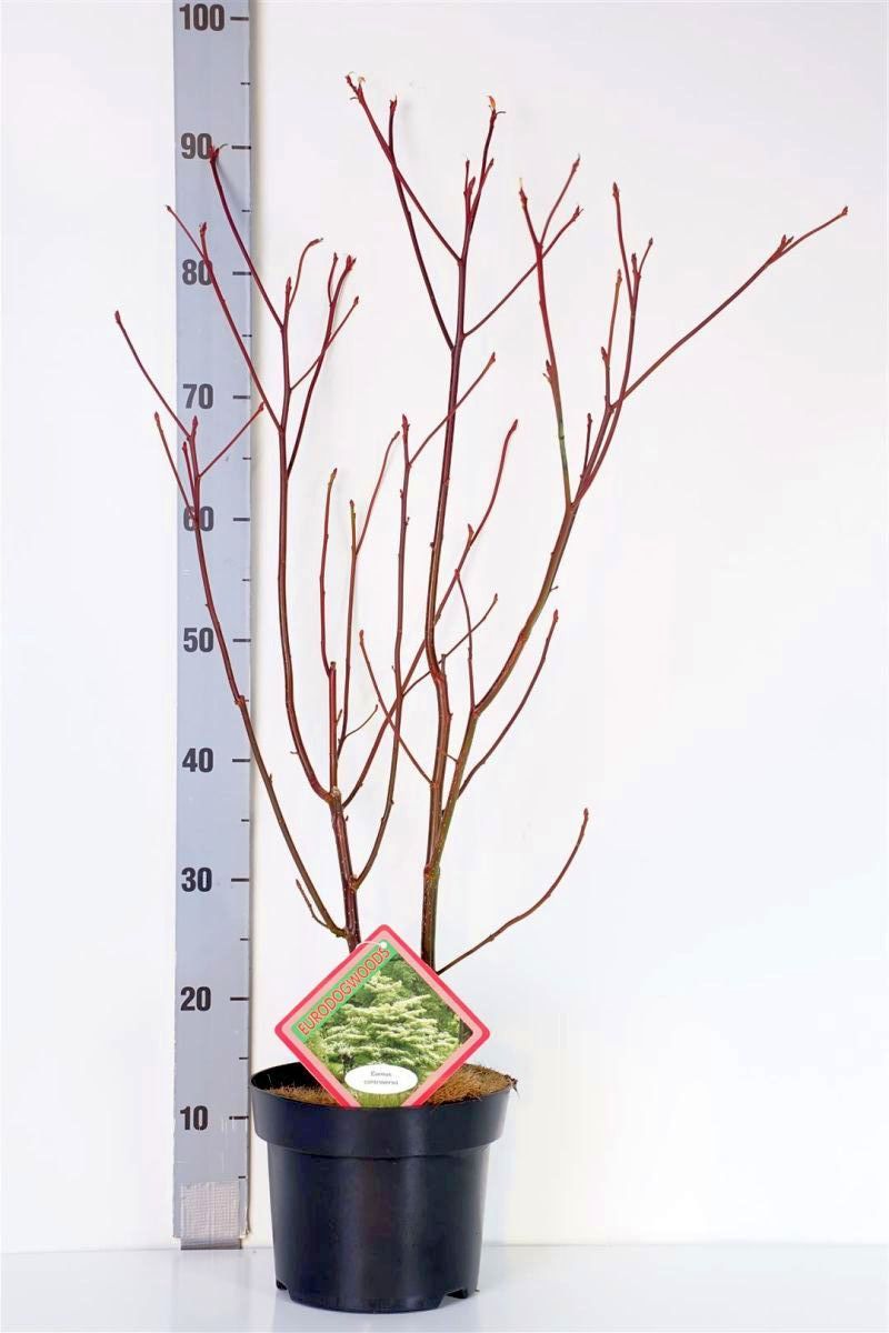 Cornus controversa stamträd 12-14 cm, C40 (40 liters kruka)