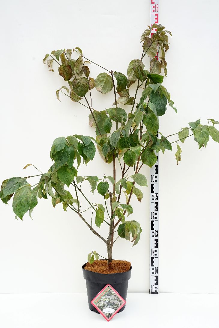 Cornus florida &