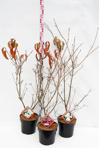 Cornus kousa i sorter C7 (7 liters kruka) 80-100 cm