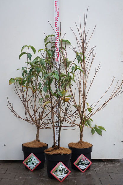Cornus kousa i sorter C7 (7 liters kruka) / 24 cm kruka 40-50 cm