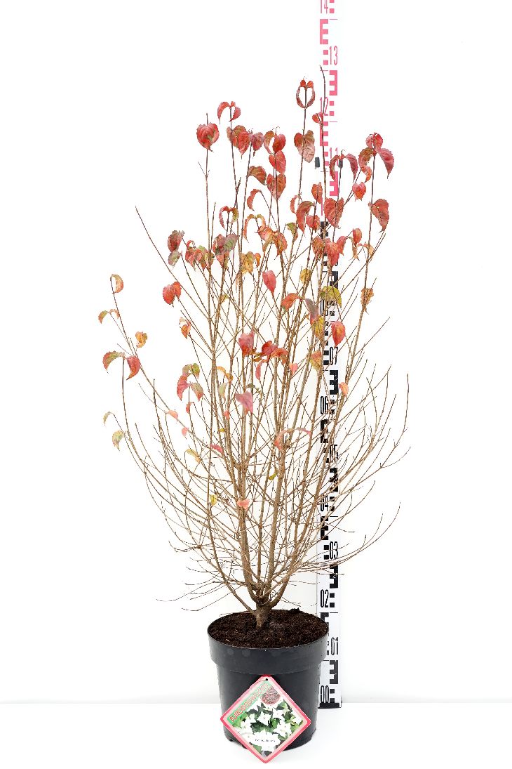 Cornus kousa C2 (2 liters kruka) / 17 cm kruka 40-50 cm