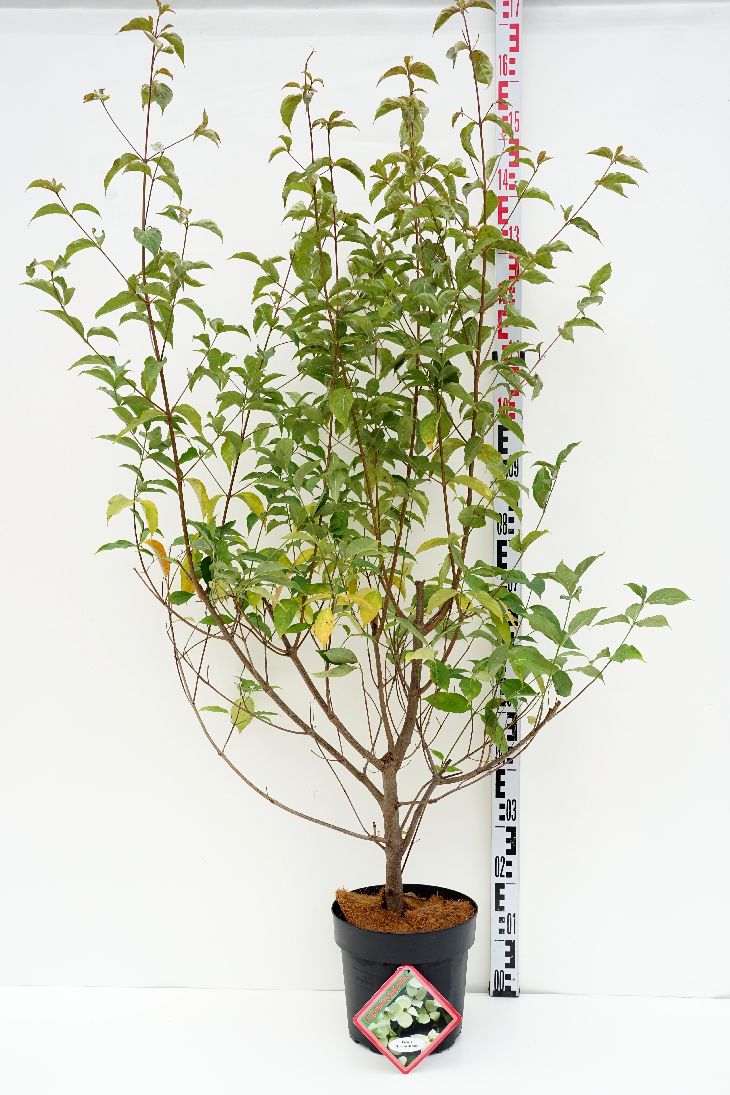 Cornus &