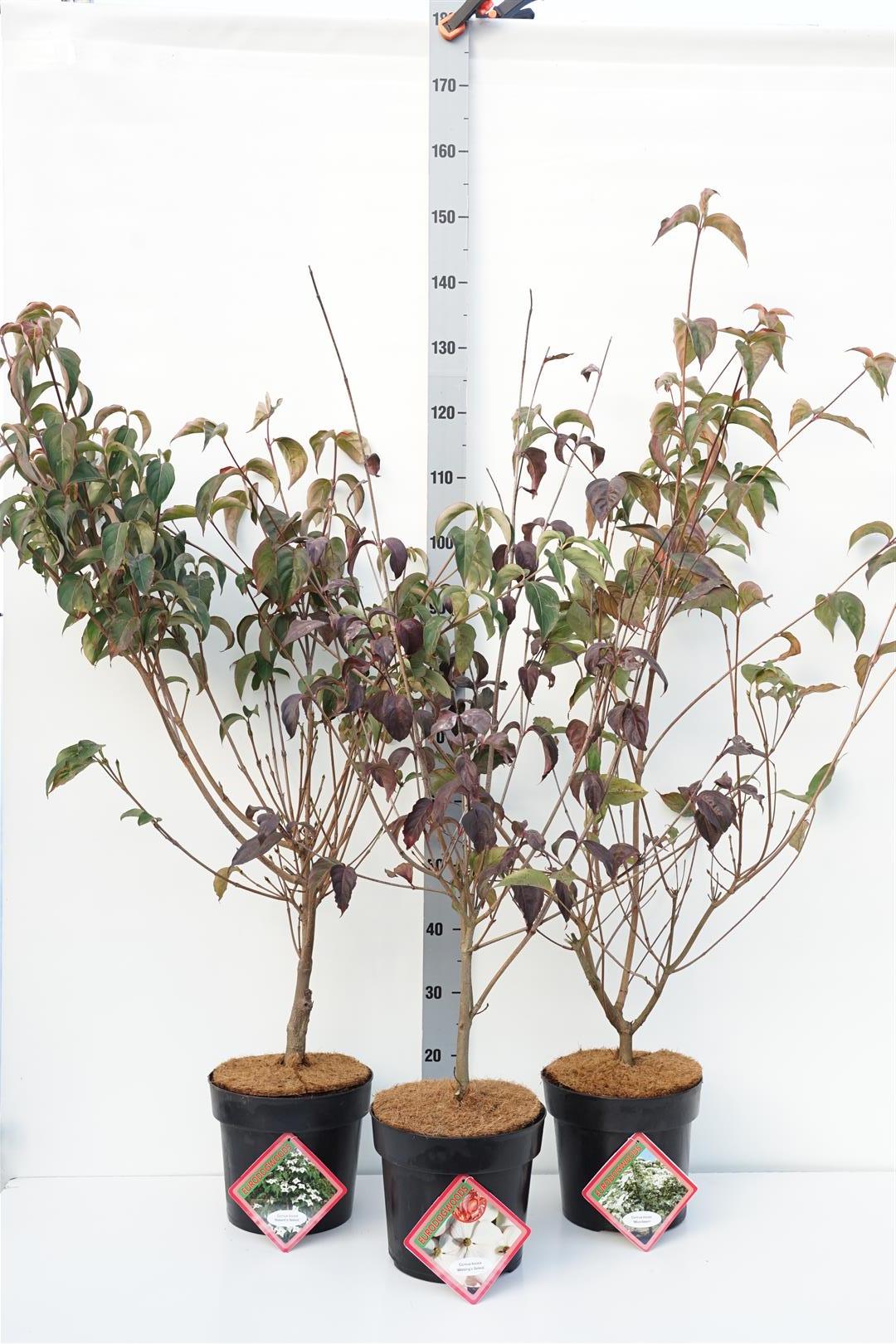 Kornell in cultivars - C7/P24 80-100 CM