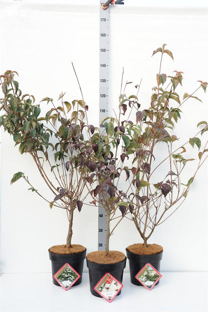 Cornus i sorter C7 (7 liters kruka) / 24 cm kruka, 80-100 cm