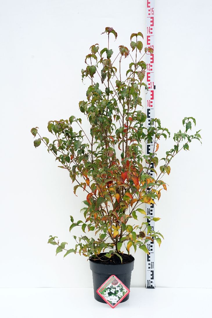 Cornus &