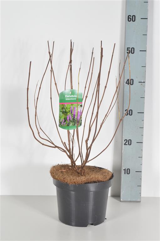Elsholtzia stauntonii C10 (10 liters kruka) 80-100 cm