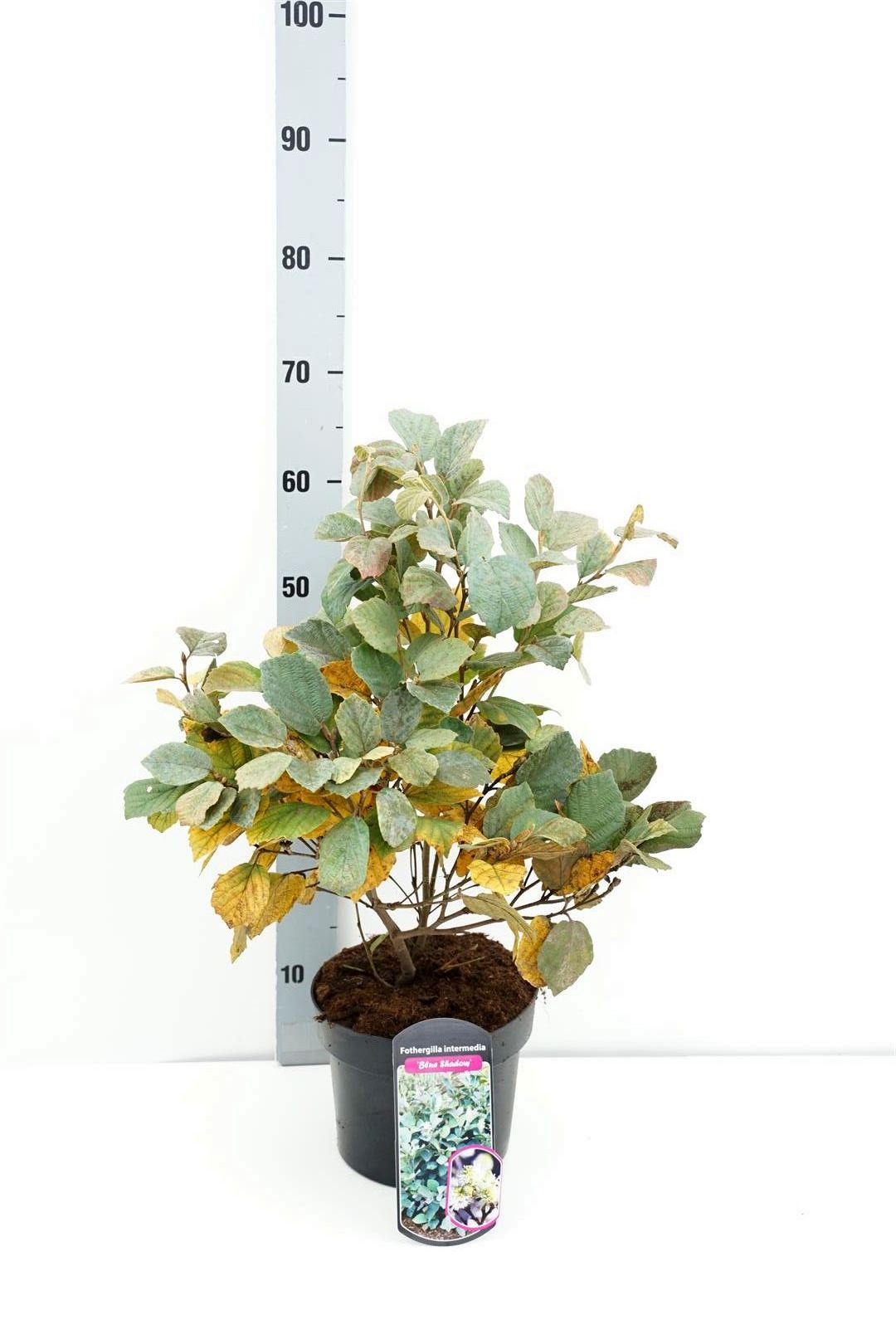 Fothergilla int. &