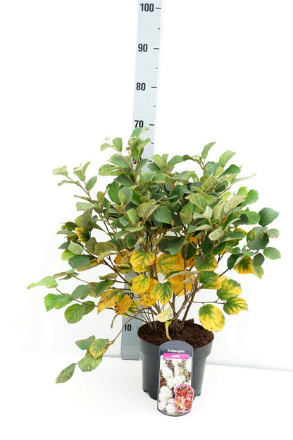 Fothergilla major C4 (4 liters kruka) 30-40 cm