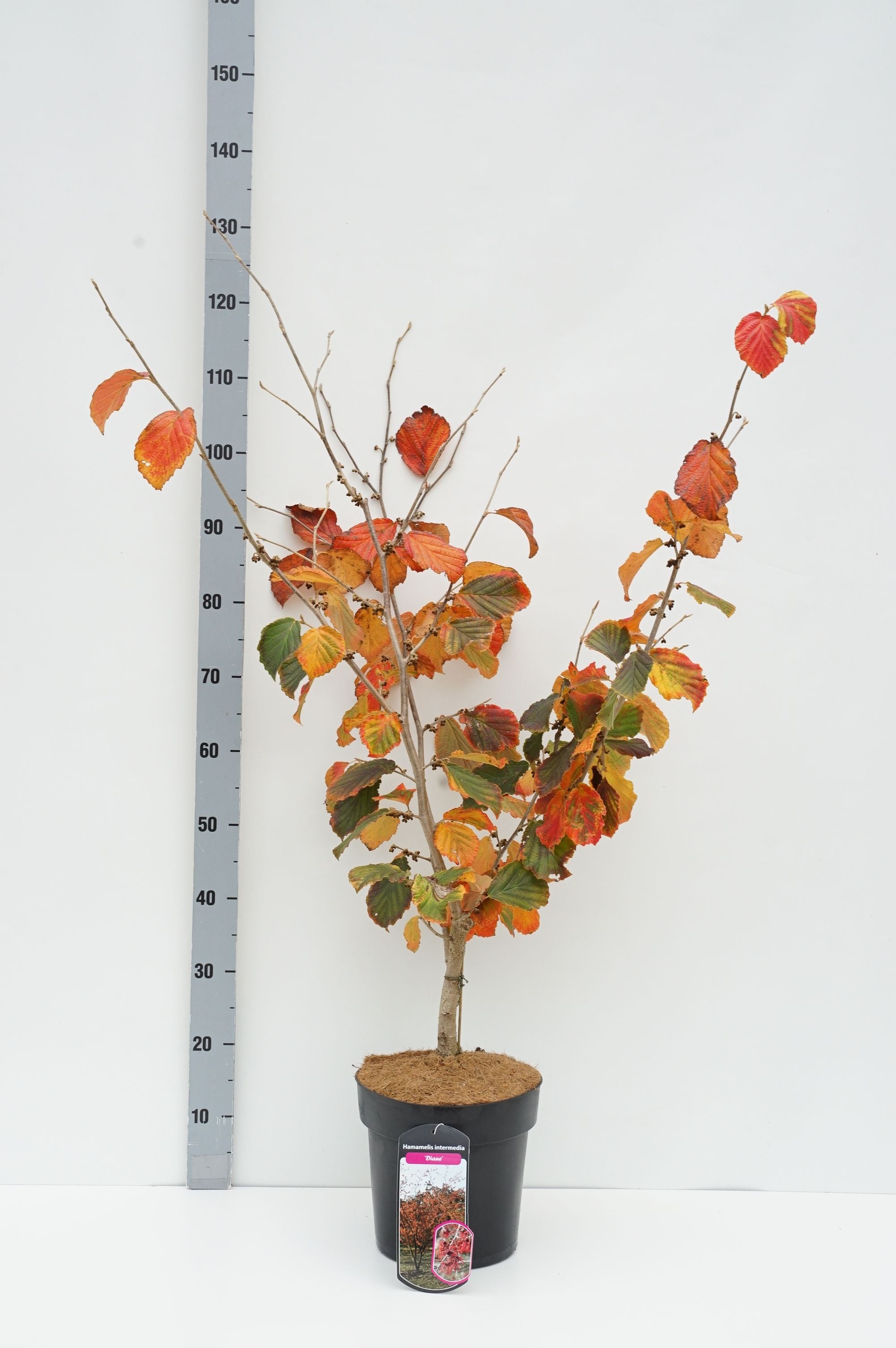 Hamamelis int. &