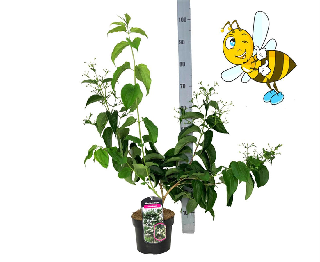 Höstsyren miconioides - C3/P19 40-60 CM