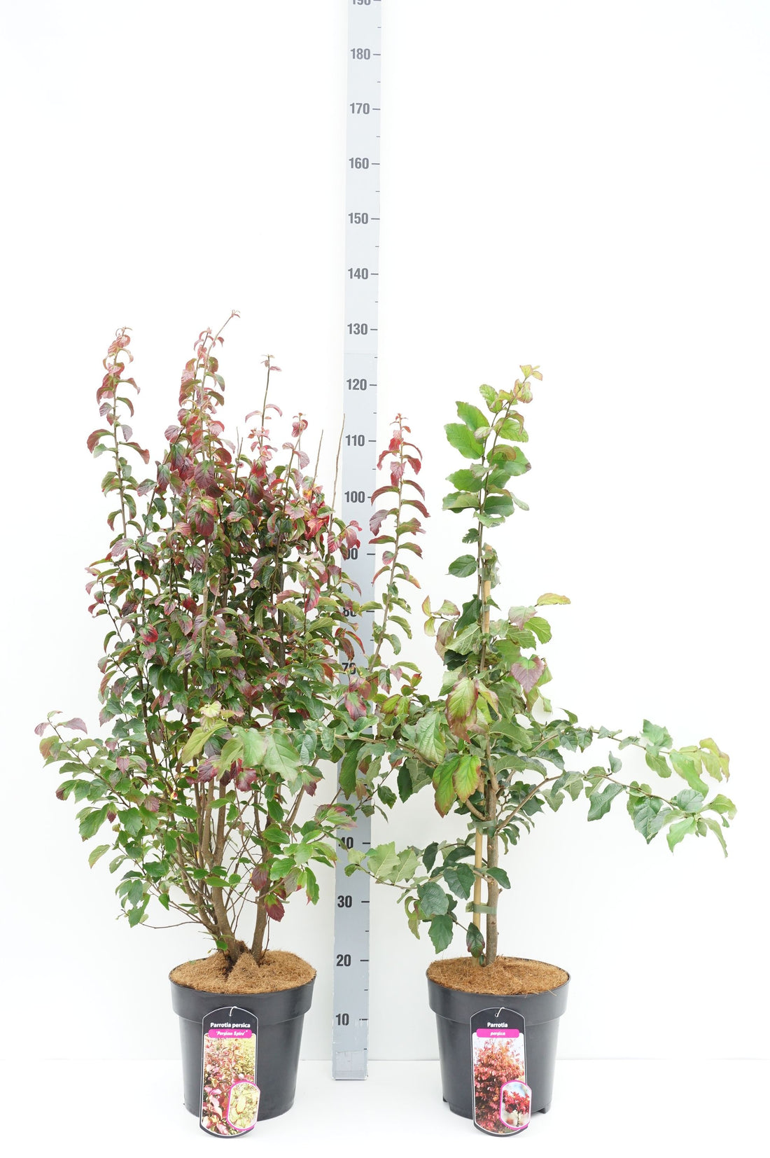Höstsyren miconioides - C3/P19 50-60 CM