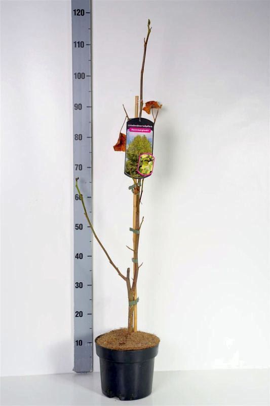 Liriodendron tulp.&