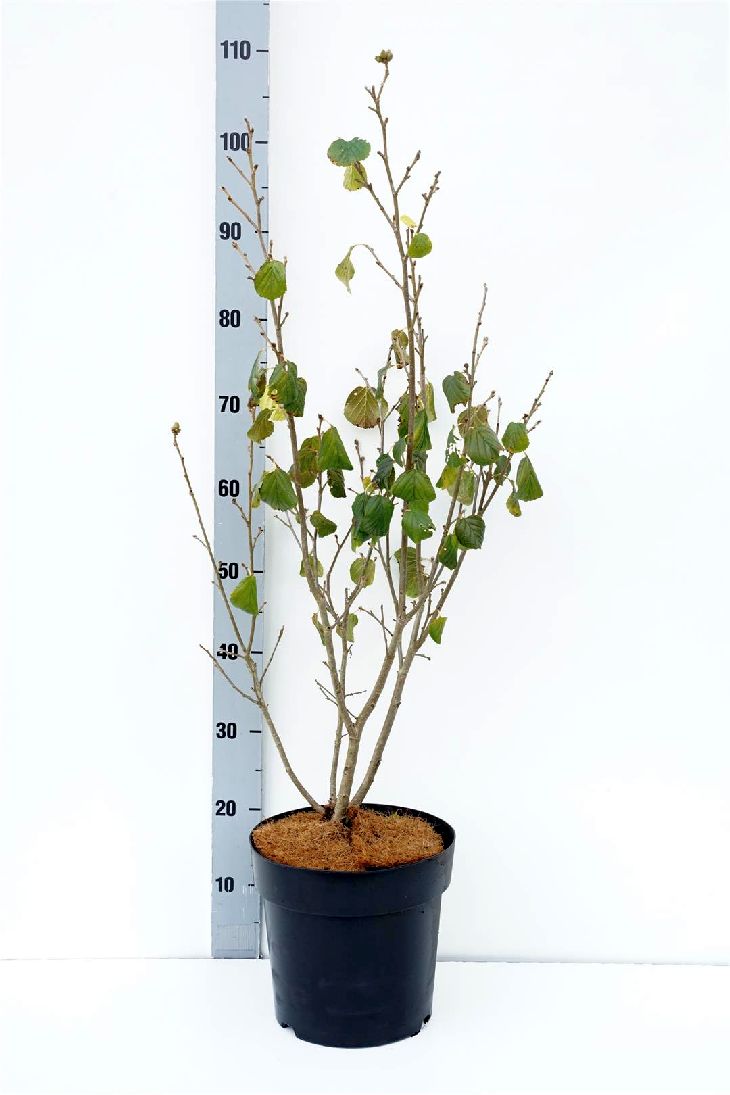 Parrotiopsis jacquemontiana 60-80 cm rotklump