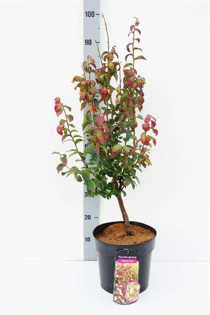 Parrotia persica &