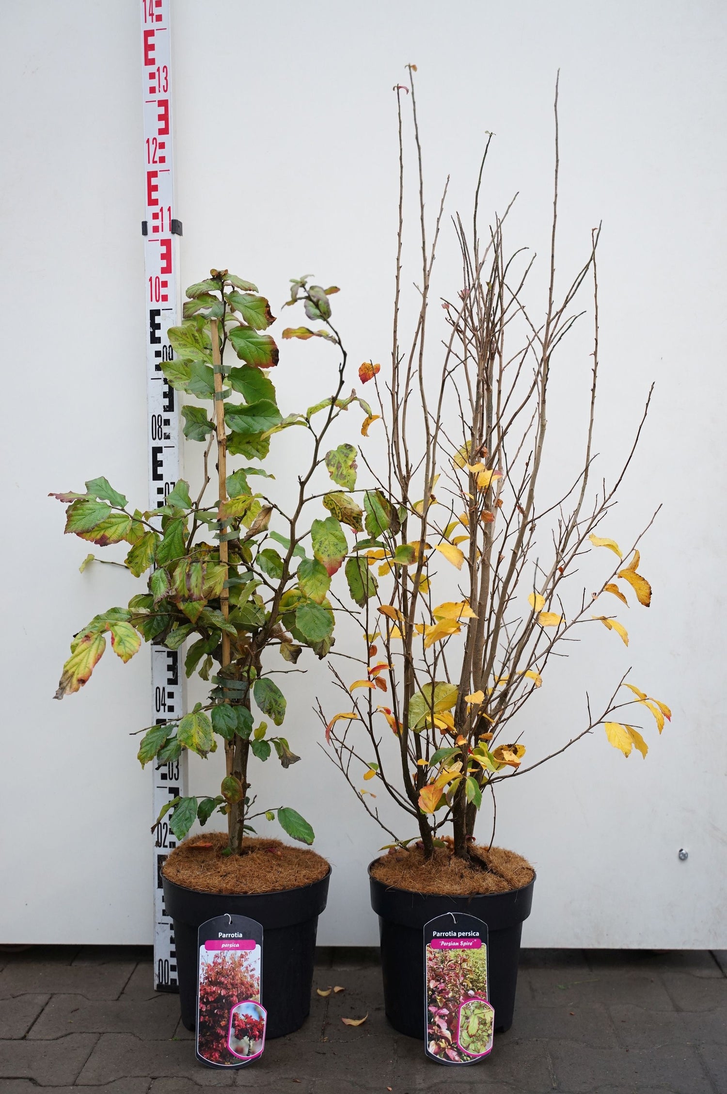 Persiskt järnträd in cultivars - C7/P24 80-100 CM