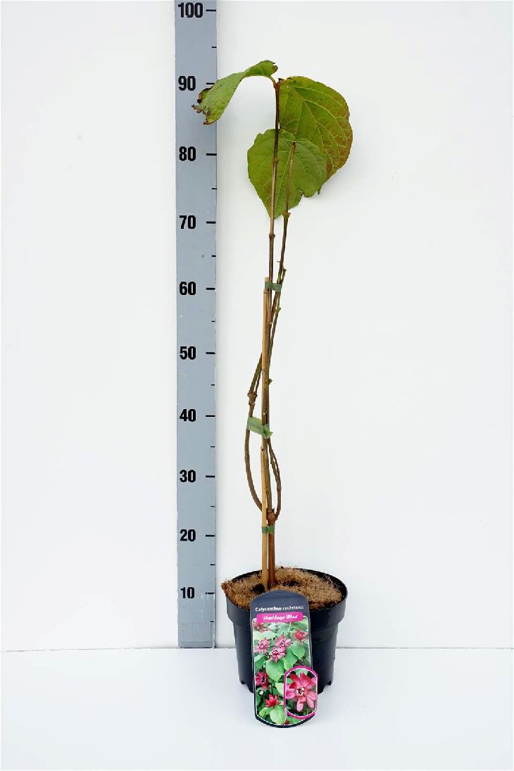 Sinocalycanthus r. &