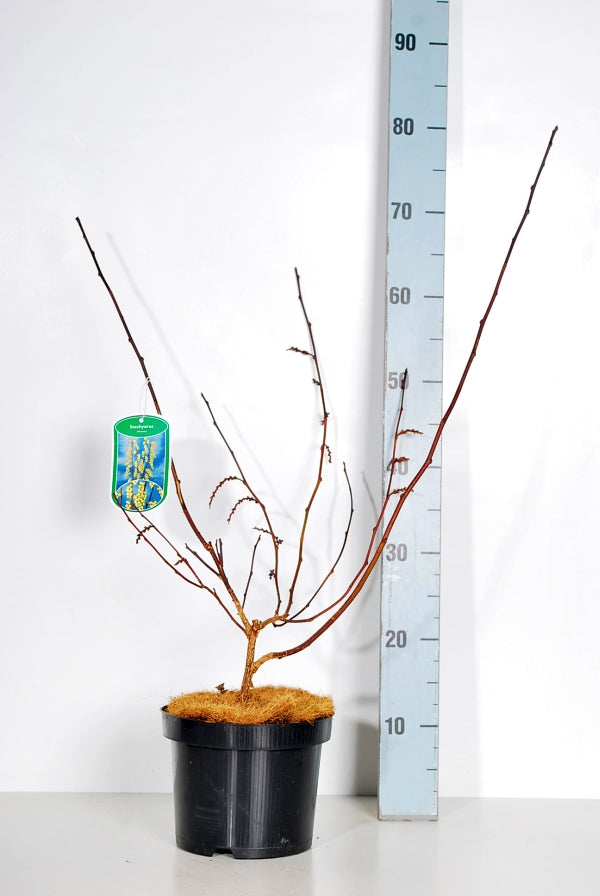 Stachyurus chin. &
