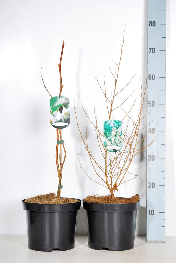 Snöklocksträd in cultivars - C5/P23 50-60 CM