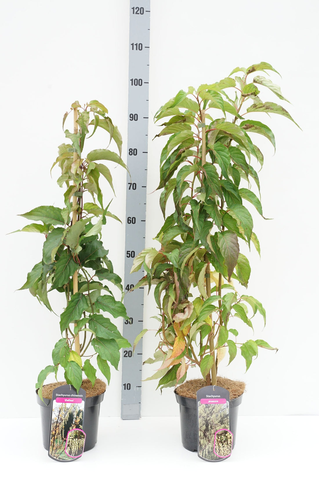 Stachyurus in cultivars - C3/P19 50-60 CM