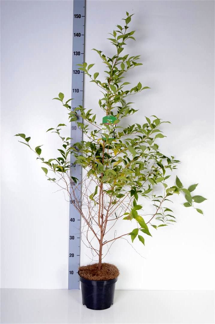 Styrax japonicus 100-125 cm rotklump