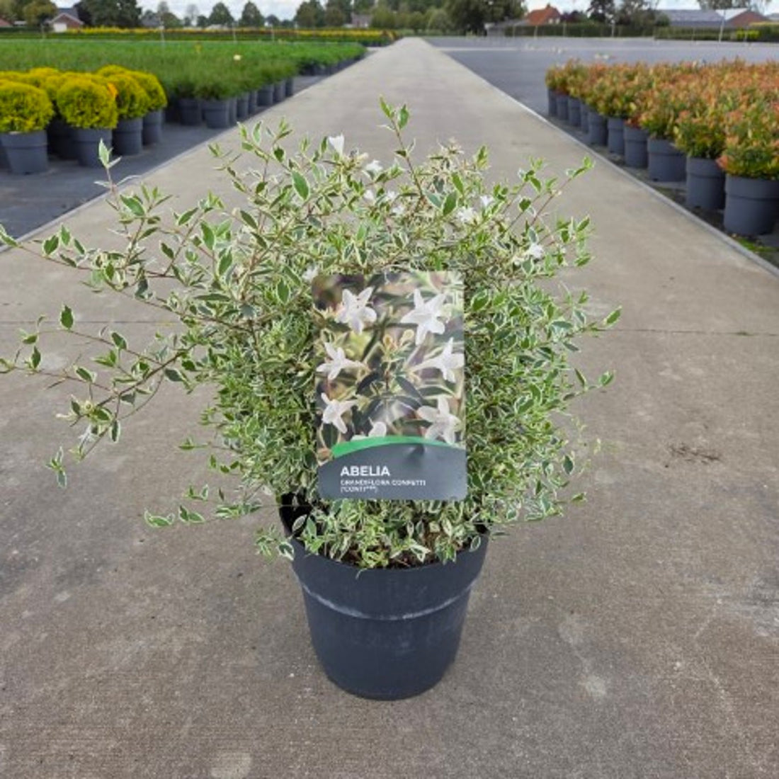 Abelia grand. &