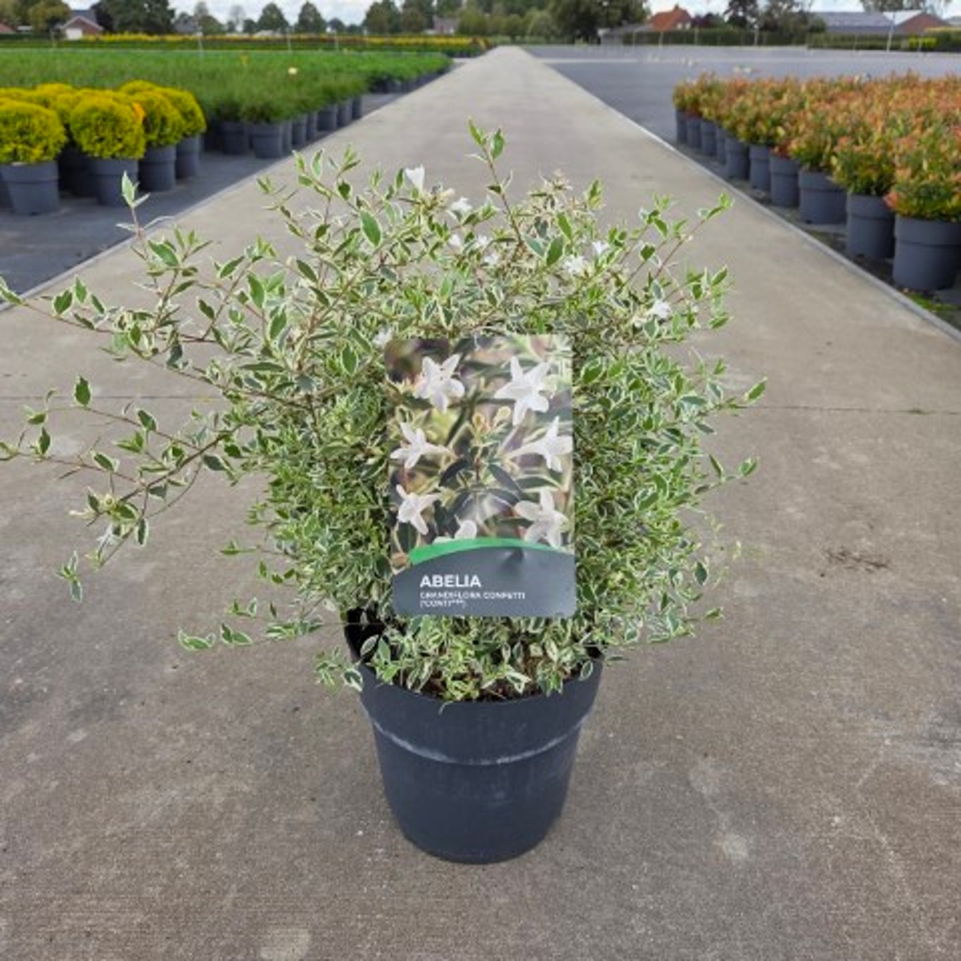 Abelia grand. &