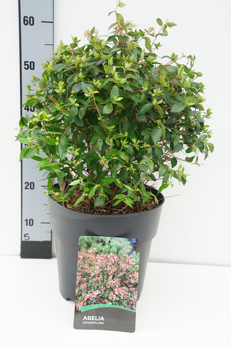 Abelia grandiflora