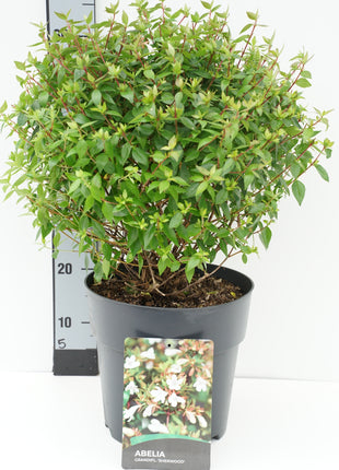 Abelia grand. 'Sherwood'