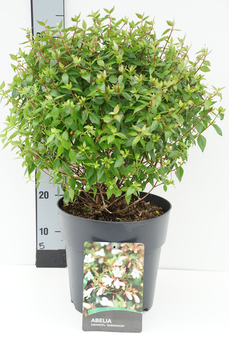 Abelia grand. 'Sherwood'