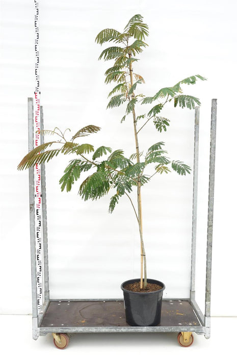 Albizia jul. 'Evi's Pride'