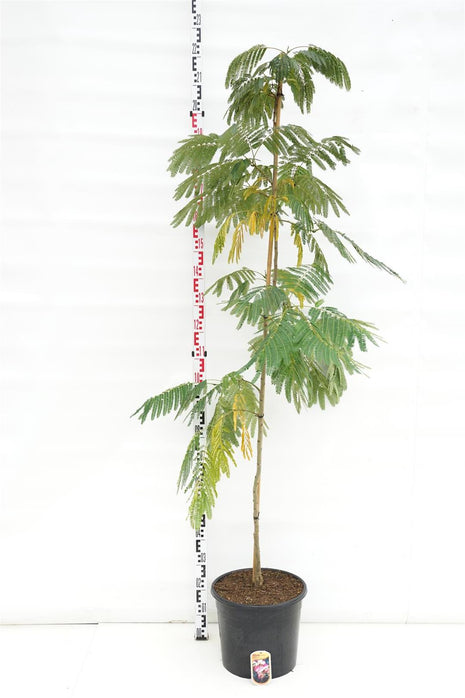 Albizia jul. 'Ombrella'