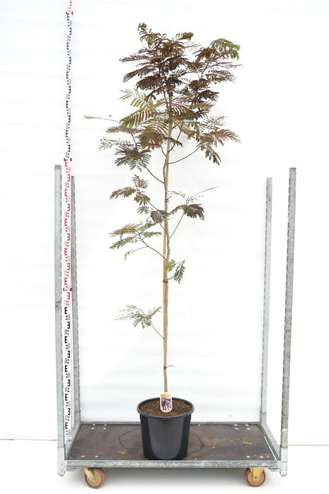 Albizia jul. 'Summer Chocolate'