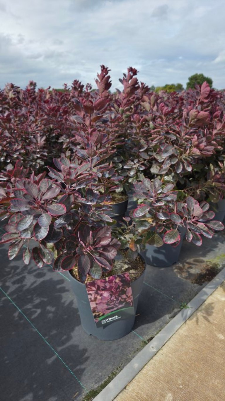 Cotinus coggygria &