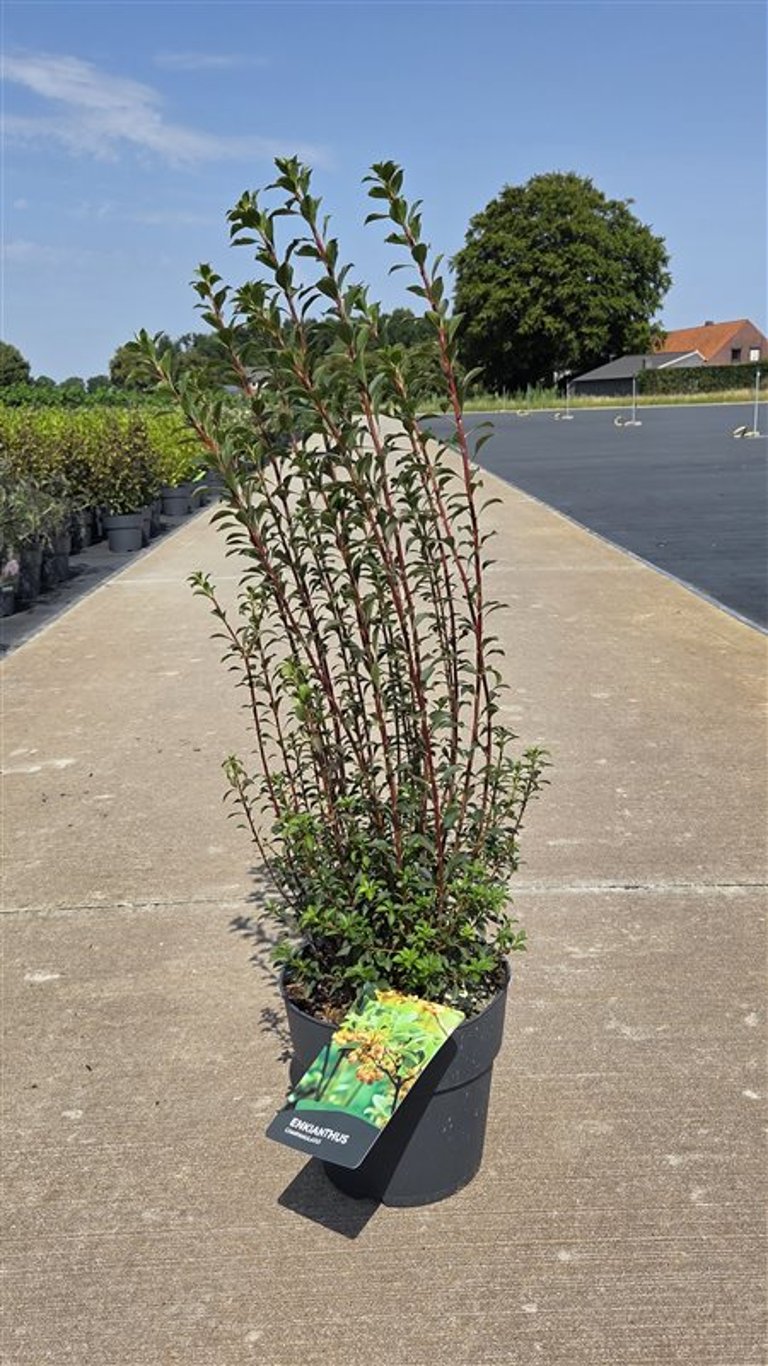 Enkianthus campanulatus C10 (10 liters kruka) 100-125 cm