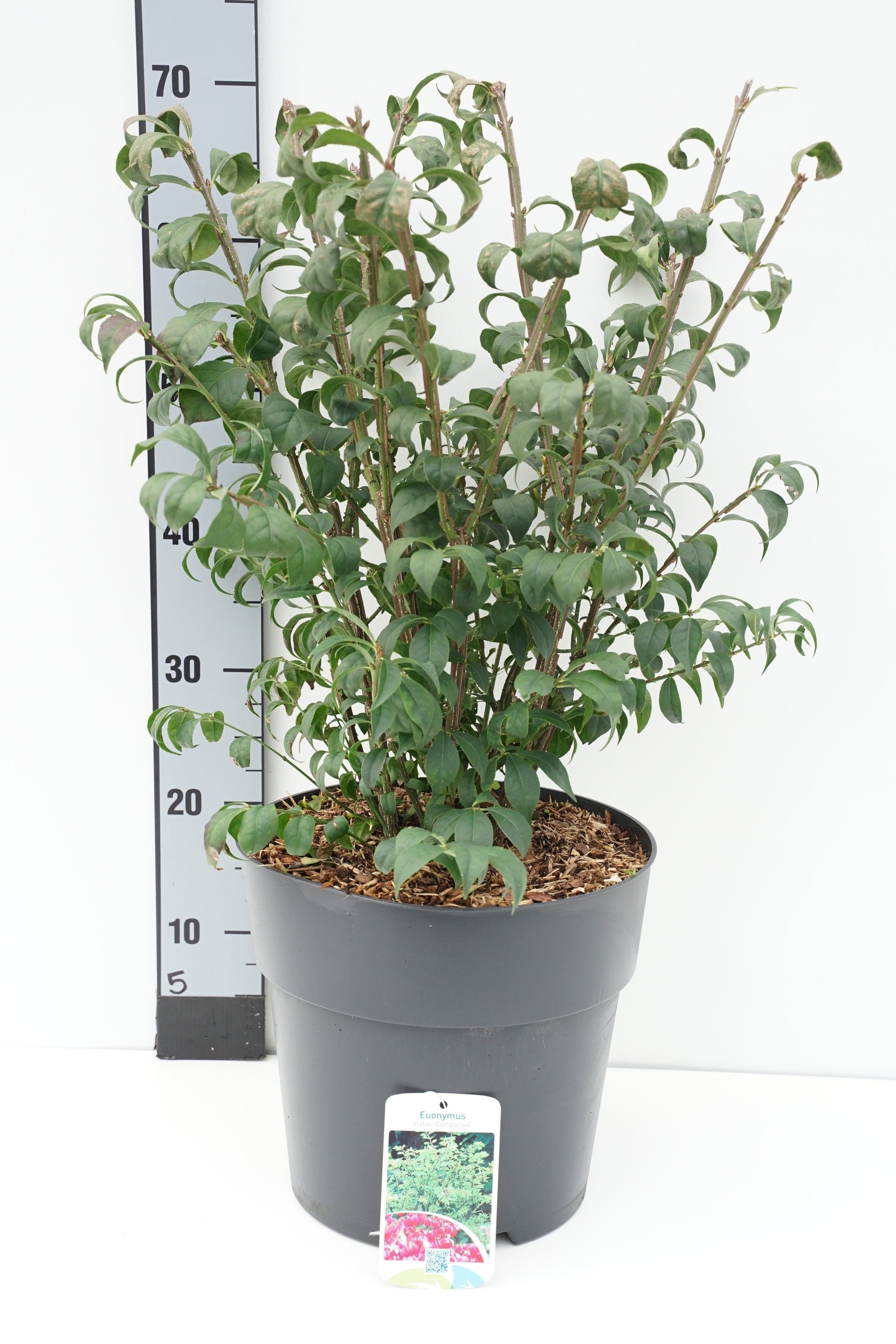 Euonymus alatus &