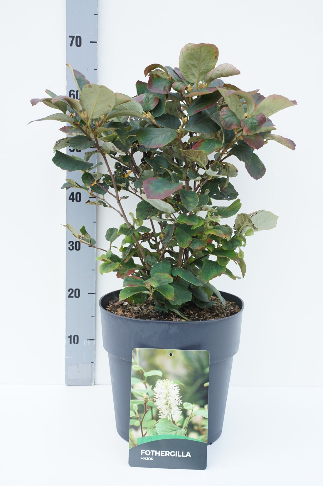 Häxal major - C10 30-40 CM