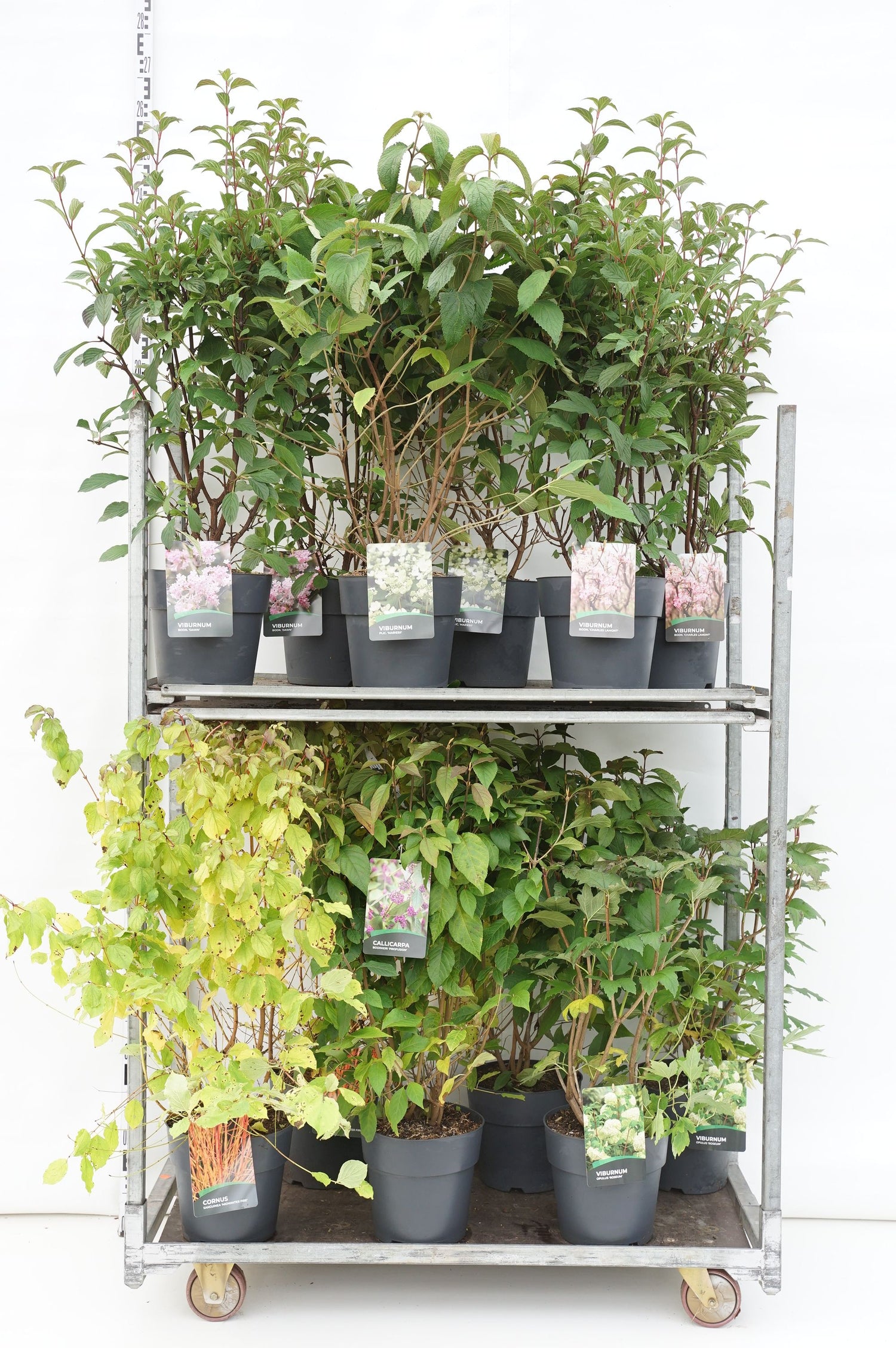 Buskar i sorter - MIX CC 3