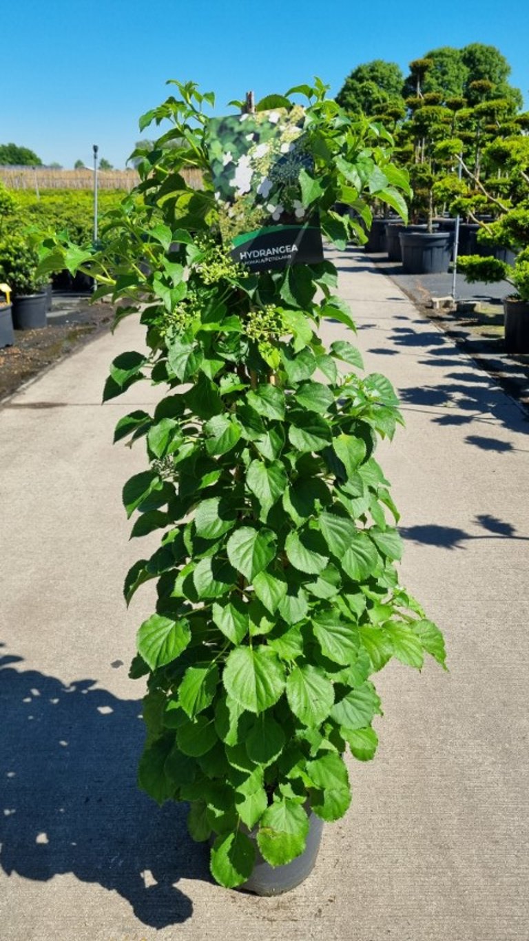 Hydrangea anomala petiolaris C130 (130 liters kruka) 90-100 cm