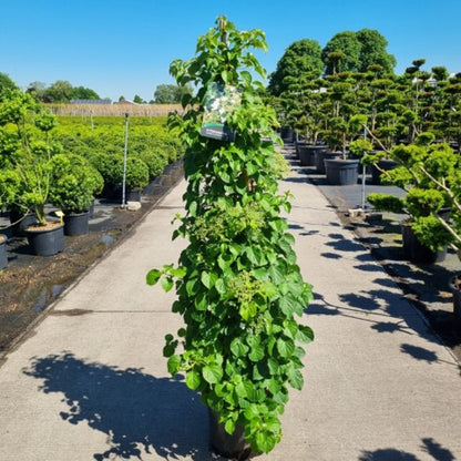 Hydrangea anomala petiolaris 125-150 cm C20 (20 liters kruka) 3-pack