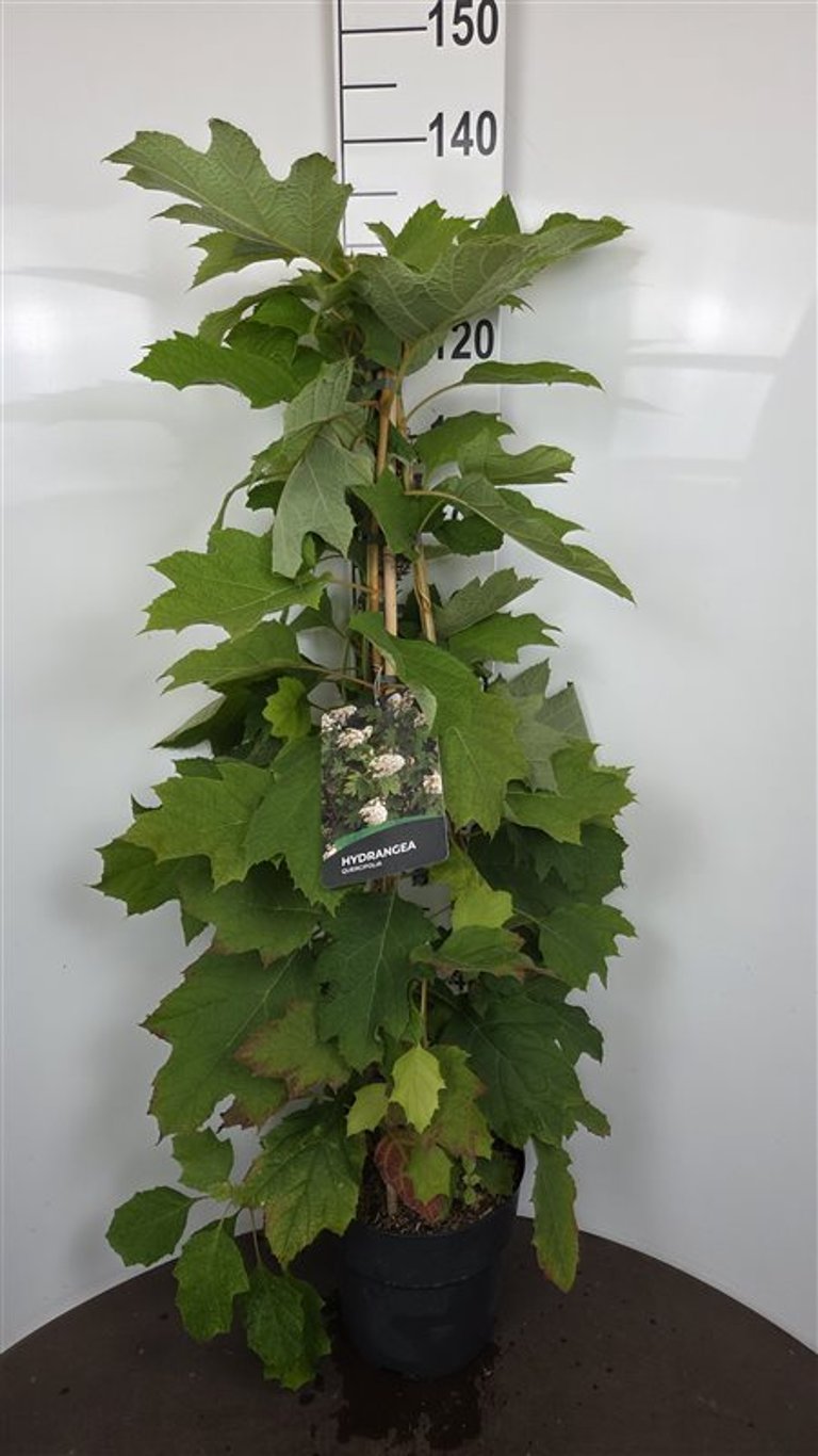 Hydrangea quercifolia C2 (2 liters kruka) 20-40 cm
