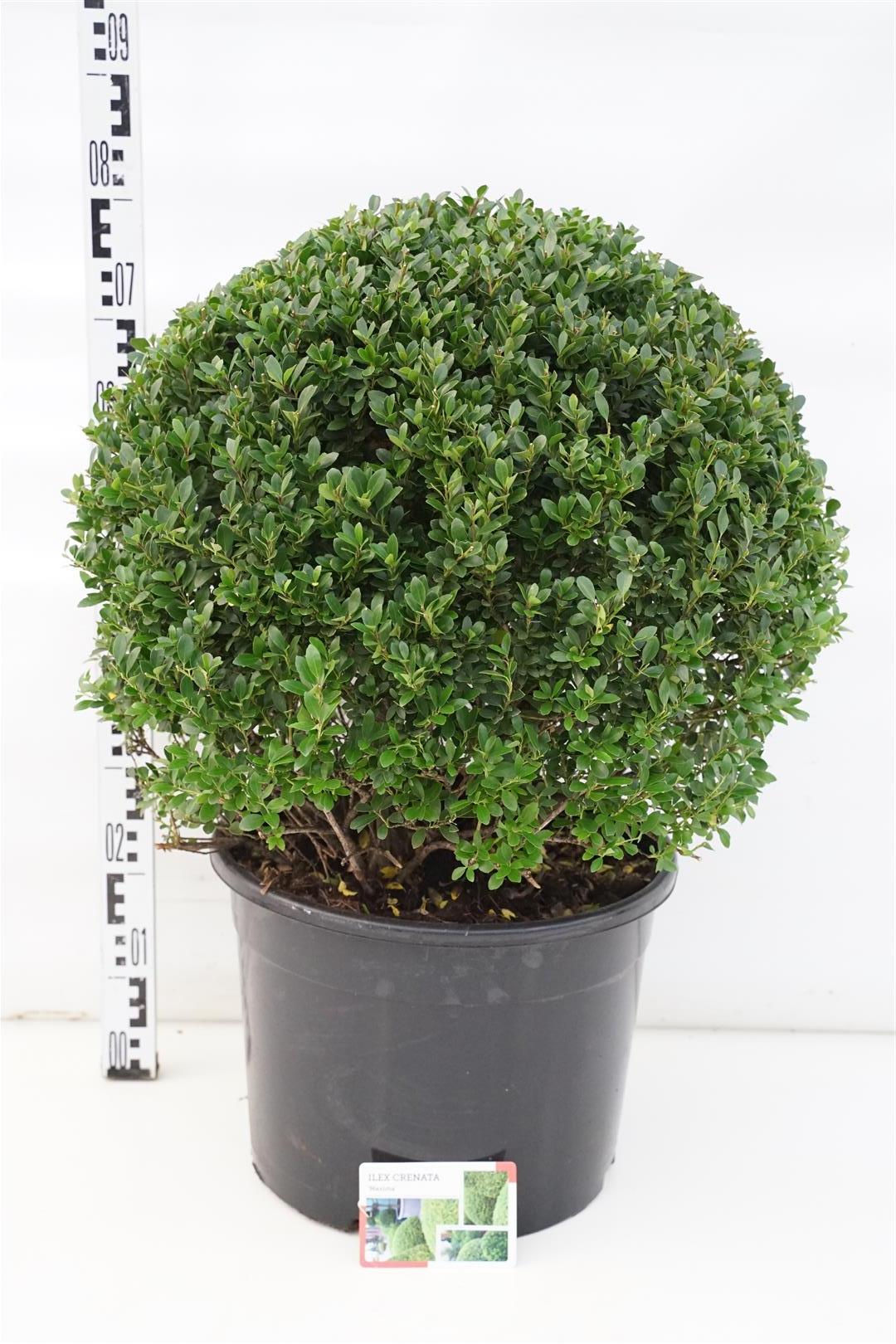 Ilex crenata &