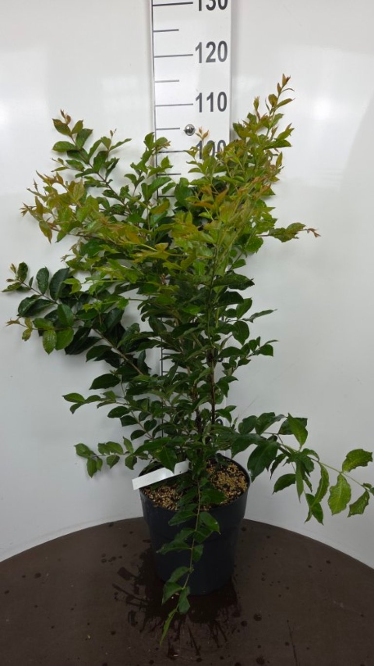 Lagerstroemia &