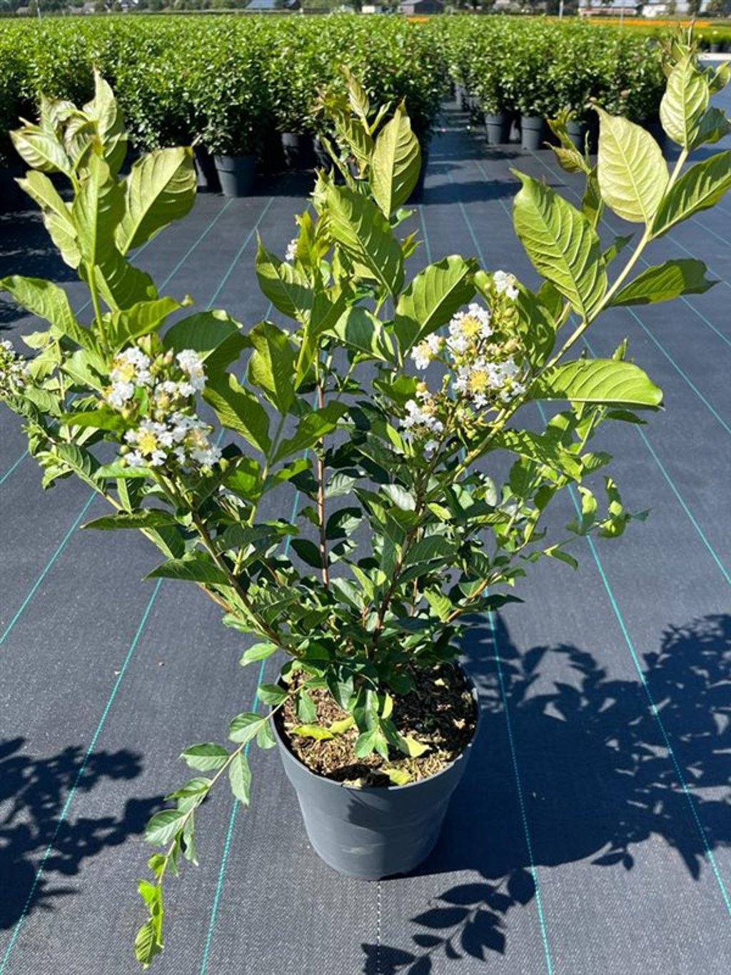 Lagerstroemia &