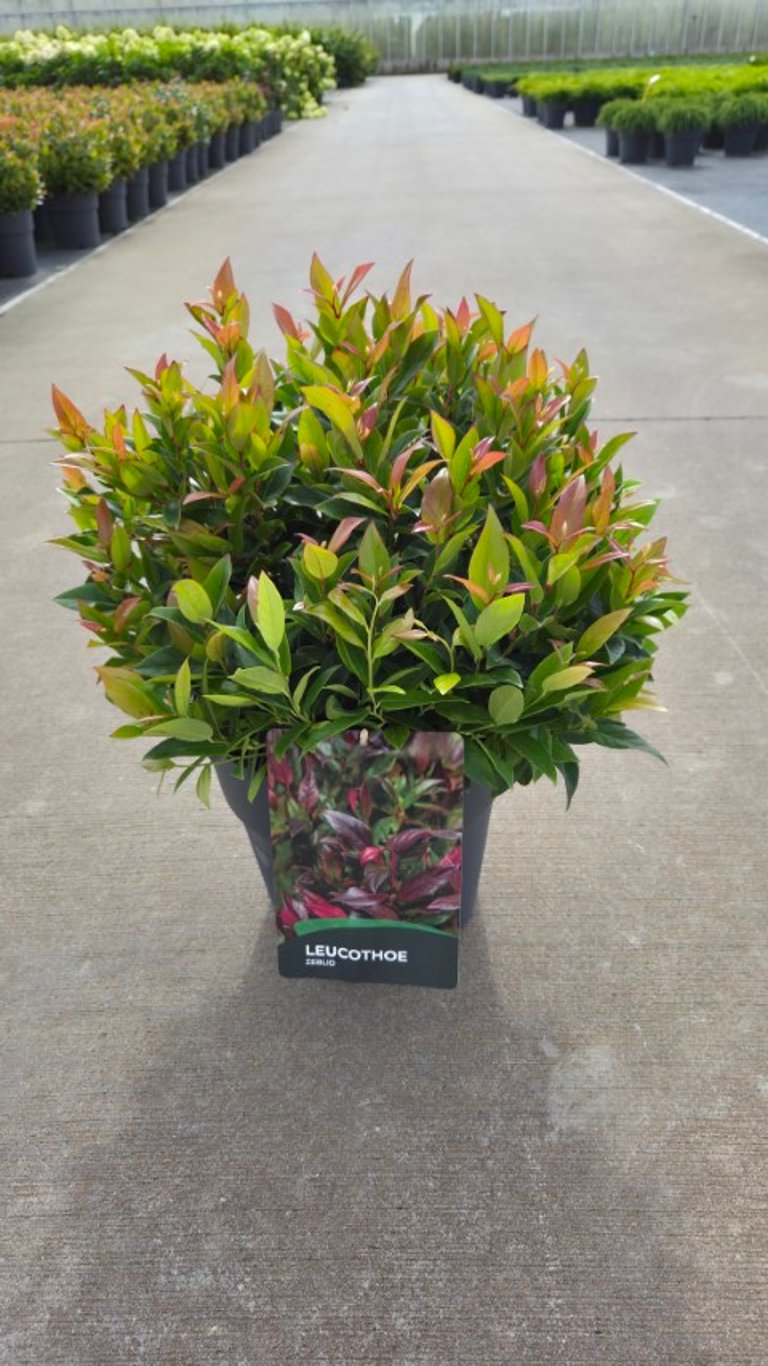Leucothoe &