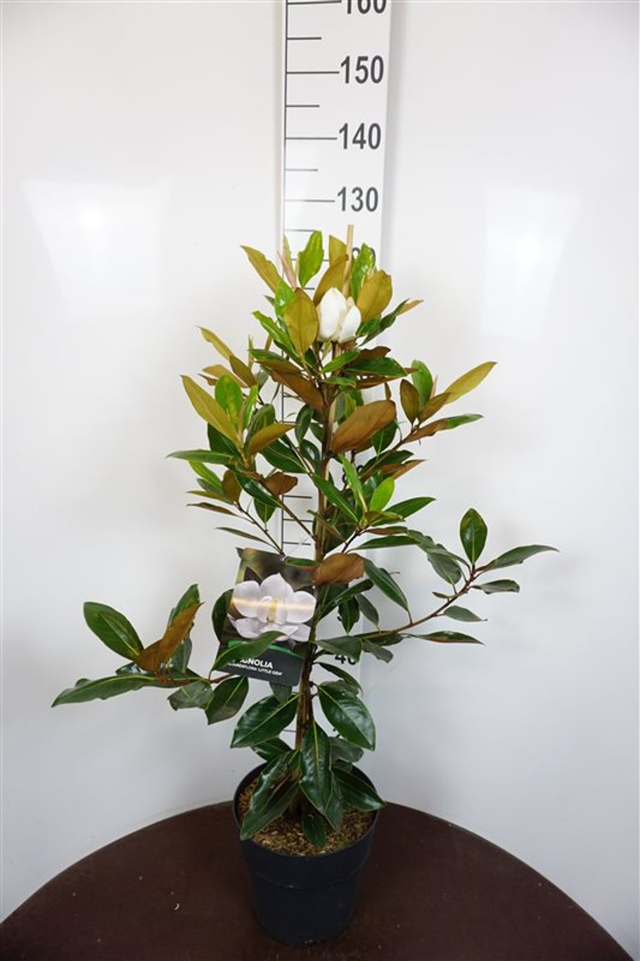 Magnolia grand. &