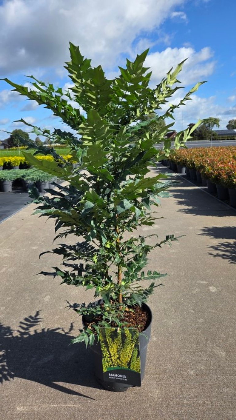 Mahonia media &